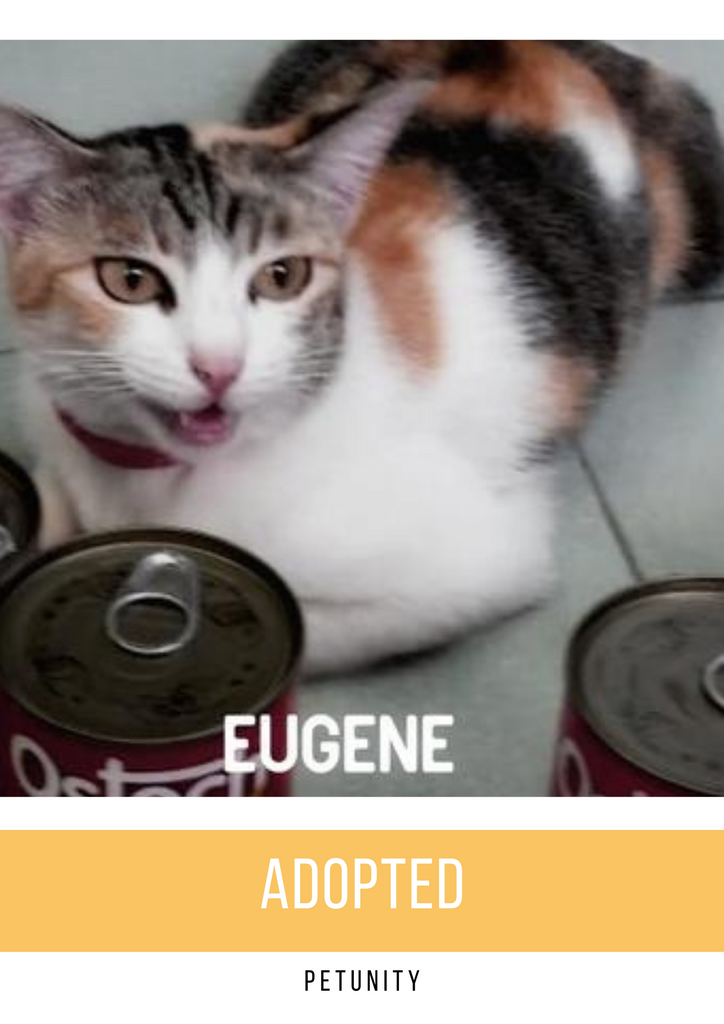 A girl cat called Eugene!