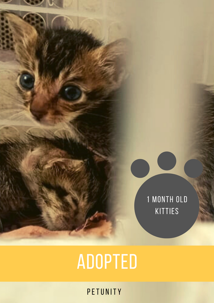 Newly Born Kitties