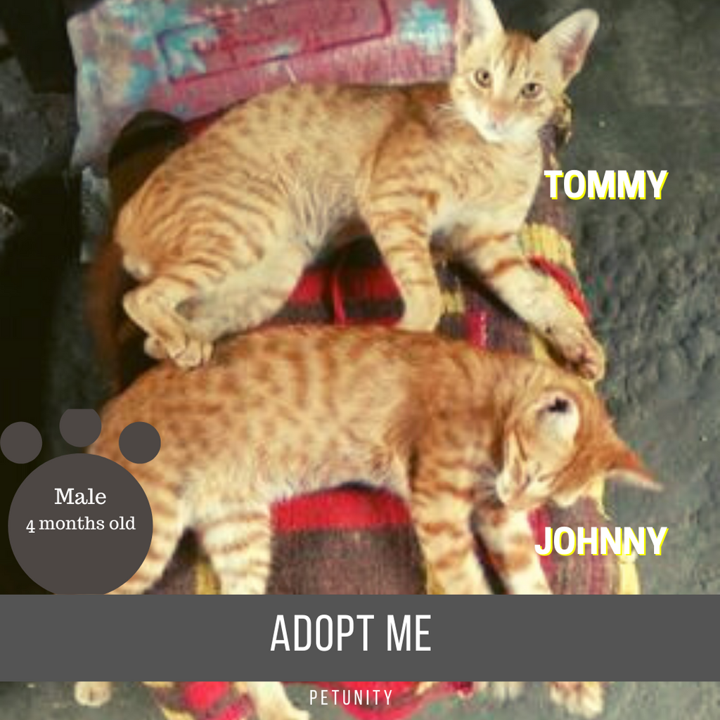 Tommy & Johnny