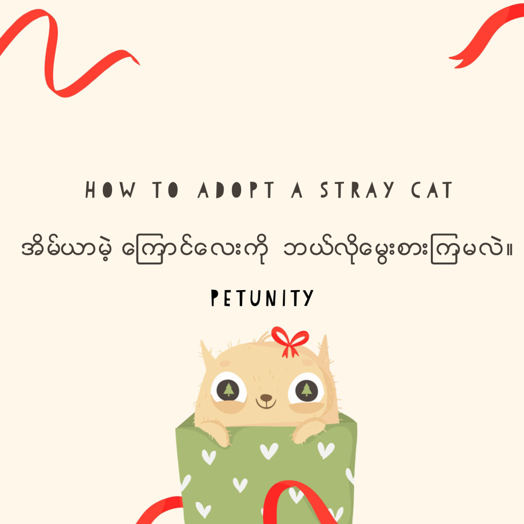 How to adopt a stray cat